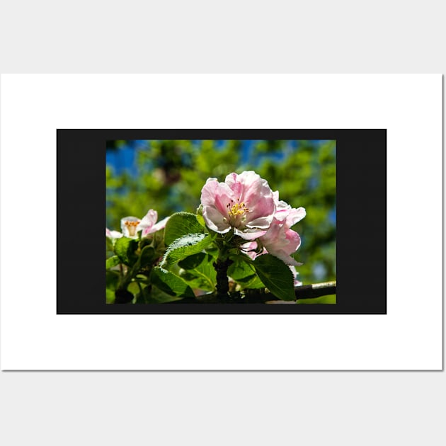 Apple blossom Wall Art by jasminewang